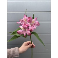 Альстромерия розовая