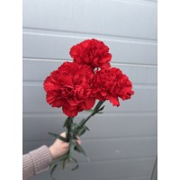 Гвоздика красная