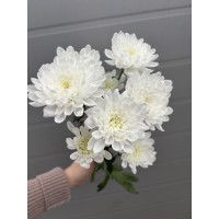 Хризантема Зембла Белая