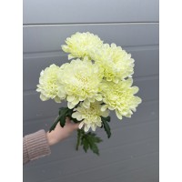 Хризантема Зембла Лаймовая