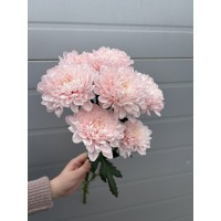 Хризантема Зембла Розовая