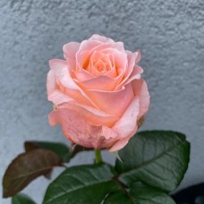 Роза  Ариана 60см