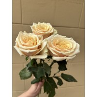 Роза Биллини 60 см