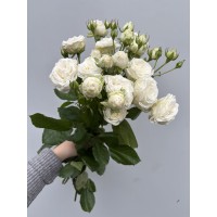 Кустовая роза бомбастик белая