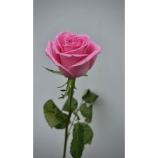 Роза Ревайвл 50см