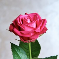 Роза  Дали 60см