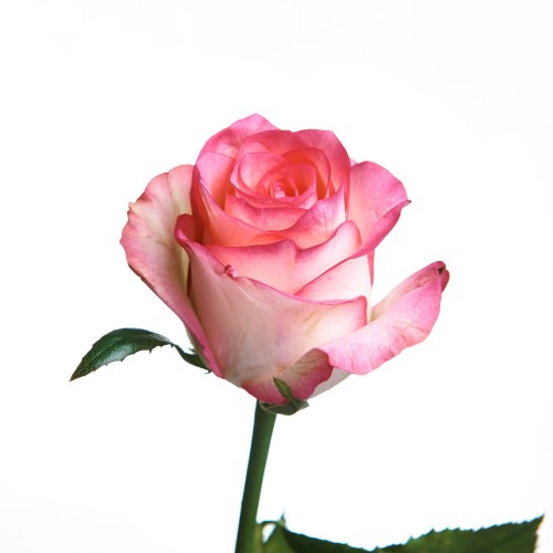 Роза Джумилия 60 см