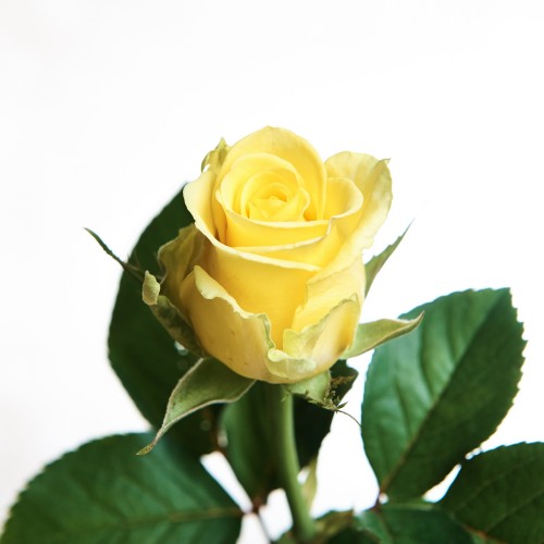 Роза Пенни Лейн 80 см