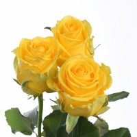 Роза Пенни Лейн 50 см