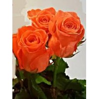 Роза Wow 50 см
