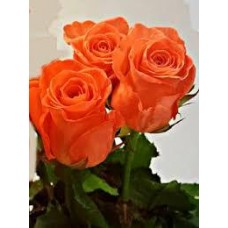 Роза Wow 50 см