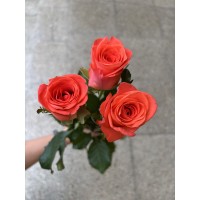 Роза Wow 40 см